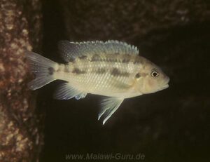 Petrotilapia microgalana 'Ruarwe'